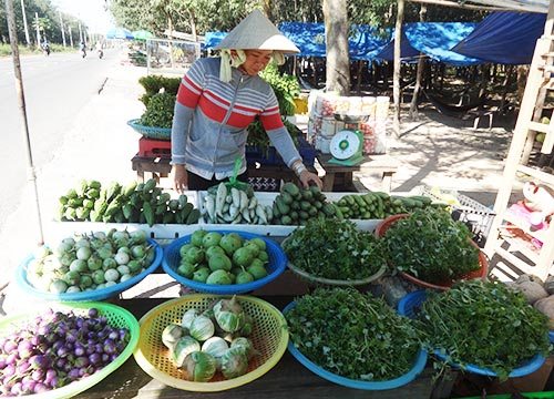 Kỳ thú: Lang thang trong rừng cao su săn rau "của nợ" kiếm bộn tiền