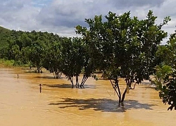 Lâm Đồng: Mưa lớn lũ quét, hàng trăm nhà ngập lụt, tằm trôi sông