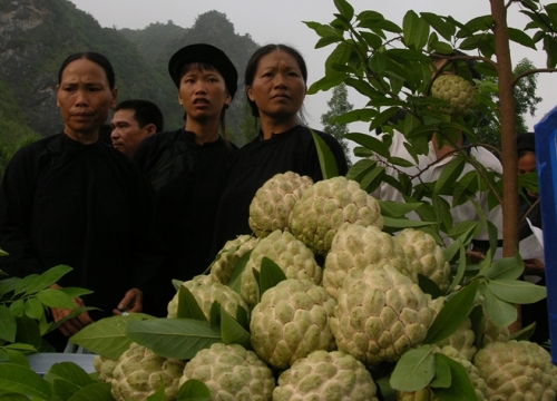 Lạng Sơn: Trồng na theo hướng VietGAP, bà con phấn khởi hồ hởi