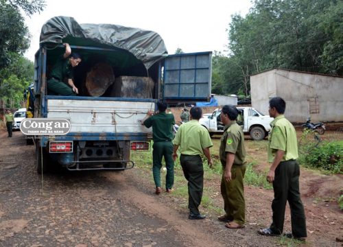 Lật lại vụ án vận chuyển 5 xe gỗ lậu khủng 3 năm trước