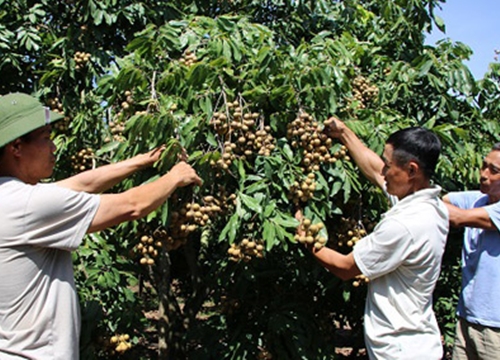 Liên kết sản xuất, hàng nghìn tấn nhãn Sông Mã rộng "cửa", giá cao