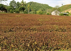 Nắng nóng kỷ lục, miền Trung quay cuồng trong "cơn khát"