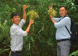 Nho rừng Bảy Núi ở An Giang-trái dại ghẻ lạnh nay lại bị săn lùng