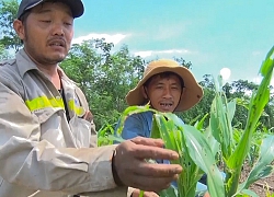 Phòng trừ sâu keo mùa thu