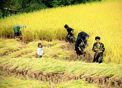 Mùa hè đưa trẻ ra đồng