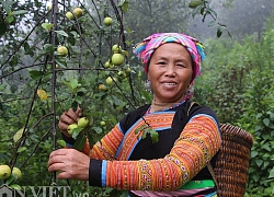 Tỷ phú người Mông làm giàu nhờ giống táo bé tí trên rẻo cao mây mù