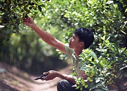 Tỷ phú trồng nhiều chanh tứ quý nhất trên đất nhãn Hưng Yên