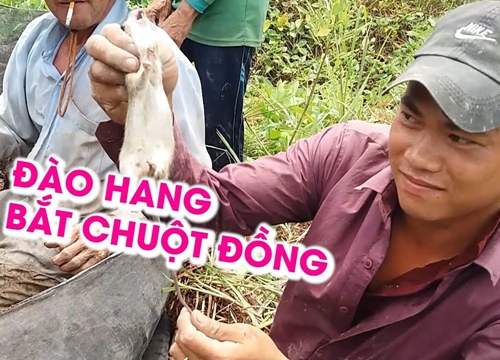 Xem dân miền Tây đào hang bắt chuột đồng tài tình