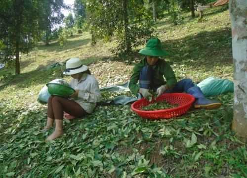 Bắc Kạn: Rừng hồi cổ thụ vào mùa thu hoạch, giá tăng từng ngày