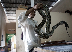 Hậu Giang: Giá trăn đất tăng, bán 1 con nặng 40kg thu về 9 triệu