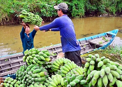 Kiên Giang: Cây chuối khai phá đất phèn, dân ở đây khá giàu