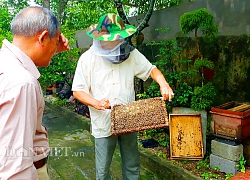 LẠ: Thương binh 40 năm "luyện" ong rừng làm mật ở Vân Đồn