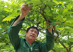 Lạng Sơn: Hoa nở khắp ngõ, đường sạch tinh tươm, làng trù phú