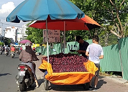 Mận tím Trung Quốc 'phủ' khắp đường phố Sài Gòn