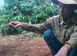 'Thợ săn' vào rẫy cà phê lùng loài vật nhỏ xíu, đen sì nhưng cực độc