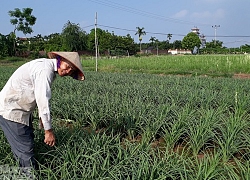 Trồng hoa huệ trên đất lúa, vừa làm vừa chơi cũng có trăm triệu