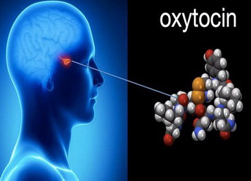 Trong não phụ nữ có các tế bào được kích hoạt bởi 'hormone tình yêu'