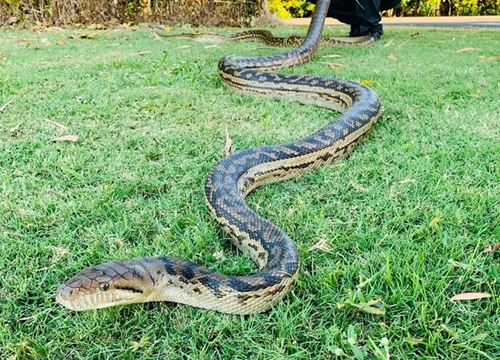 Úc: Cặp trăn hơn 40 kg đang "làm chuyện ấy" đột nhiên trần nhà nứt