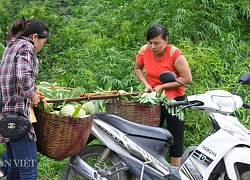 Đây chính là "đòn bẩy" giúp nông dân xứ Lạng nâng cao thu nhập