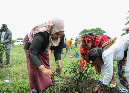 Kỷ lục đáng nể của Lục địa Đen: Trong 12 giờ, Ethiopia trồng được 350 triệu cây xanh