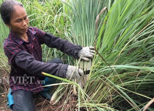 Thung lũng trồng cây nhìn như cỏ dại, tốt bời bời, tiền lời đều tay