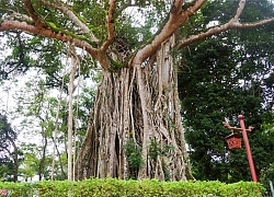 18 cây di sản hàng trăm tuổi ở khu di tích Lam Kinh