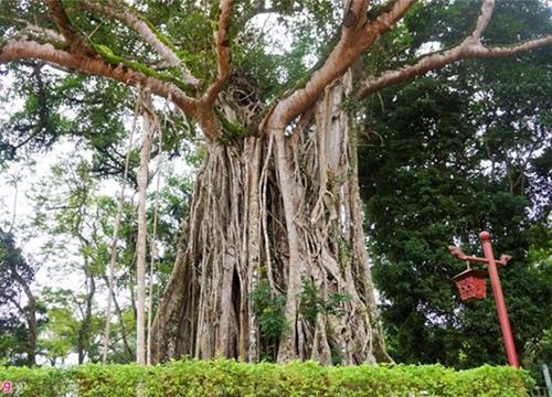 18 cây di sản hàng trăm tuổi ở khu di tích Lam Kinh