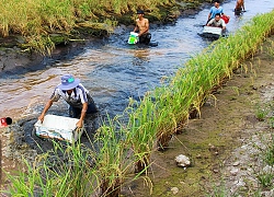 Cà Mau: Những cánh đồng "sặc" nước