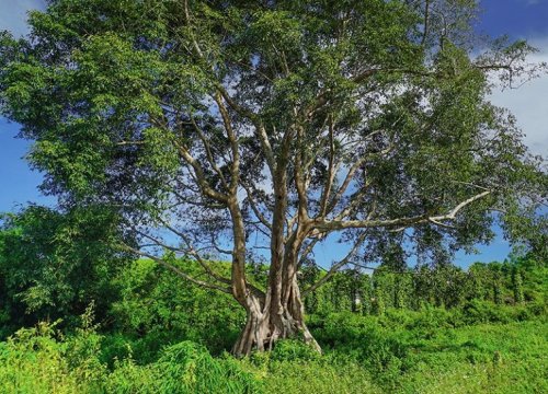 Chuyện lạ Đắk Nông: Làng hút khách du lịch nhờ "Cây thần linh"