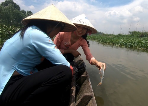 Giăng Lưới dính toàn Cá Tra sông, hái thêm mớ Rau về làm món ăn Đạm Bạc