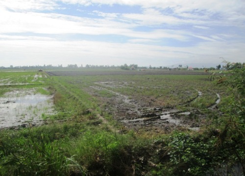 Lũ không về, miền Tây mất mùa đặc sản cá linh, treo vó mà buồn