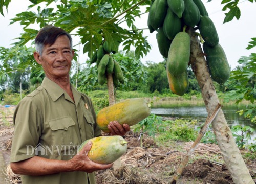 Mang tiếng ngược đời nhưng "vắt" đất phèn ra hơn 700 triệu/năm