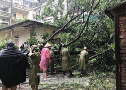 Mưa lớn, xà cừ 'đại thụ' bị quật ngã kéo theo cột điện Hà Nội