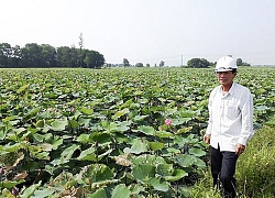 Trồng sen nuôi thêm cá khấm khá mấy hồi