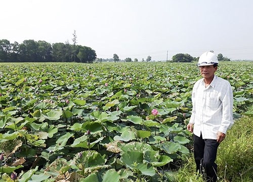 Trồng sen nuôi thêm cá khấm khá mấy hồi