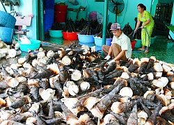 Vào mùa thu hoạch măng núi Cấm