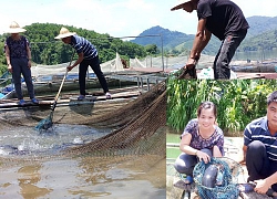 Xuống sông Gâm nuôi toàn cá đặc sản, ngon nức tiếng, dân khá giả