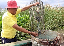 An Giang: Hết tháng 8 rồi lũ về ít quá, cá đồng giá cao chưa từng thấy