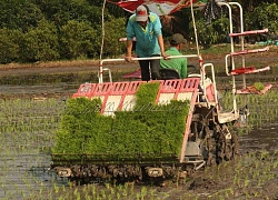 Ba vô lý về điều kiện mua đất trồng lúa