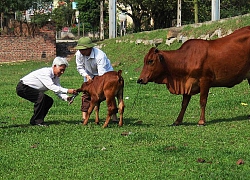 Bài toán bán bò của học sinh lớp 3 và cuộc tranh cãi hơn 2 năm của một gia đình