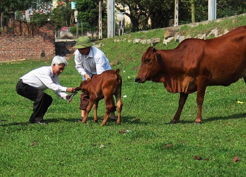 Bài toán bán bò của học sinh lớp 3 và cuộc tranh cãi hơn 2 năm của một gia đình