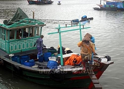 Các tỉnh, thành phố từ Quảng Ninh đến Khánh Hòa chủ động ứng phó với áp thấp nhiệt đới trên biển Đông