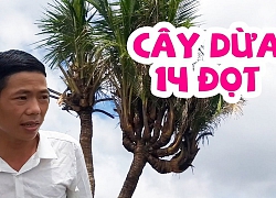 Cây dừa kỳ lạ có 14 đọt khiến cả vùng ở miền Tây xôn xao