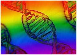 Có hay không "gene đồng tính"? Nghiên cứu quy mô NỬA TRIỆU người cuối cùng đã đưa ra kết luận chính thức