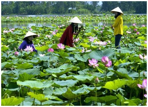 Du lịch sinh thái thúc đẩy phát triển kinh tế nông thôn vùng Đồng bằng sông Cửu Long