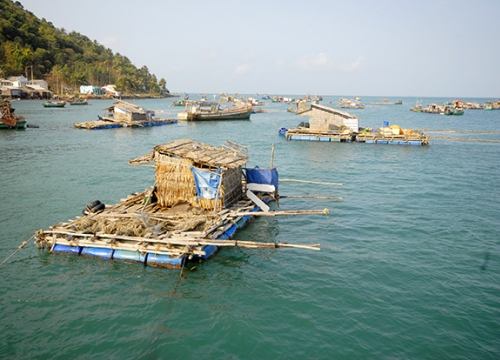 Kiên Giang: Nuôi đủ thứ cá đặc sản to bự dưới biển, dân khá giàu