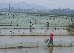 Mảnh đất "kỳ nhân", vào làng gặp chuyện lạ, nuôi rồng đất ở ruộng