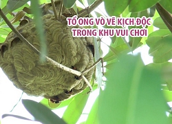 Người Bạc Liêu hãi hùng với tổ ong vò vẽ kịch độc trong khu vui chơi