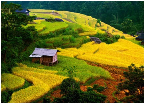 Những cung đường "săn ảnh" ruộng bậc thang mùa vàng