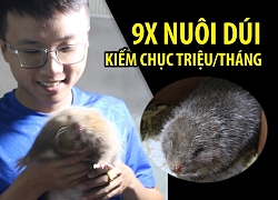 Sinh viên năm 3 nuôi dúi, kiếm hàng chục triệu mỗi tháng